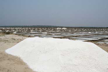 salt_370