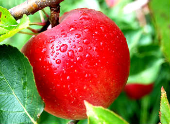 apple_343