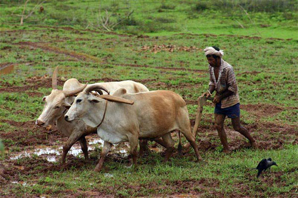 agriculture 600