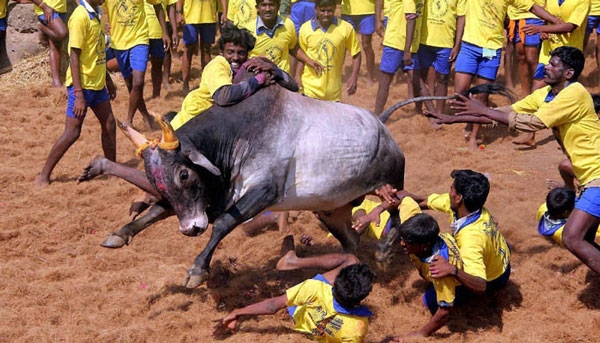 jallikattu 343