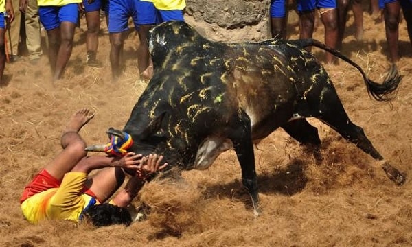 jallikattu 360