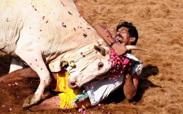 jallikattu 373