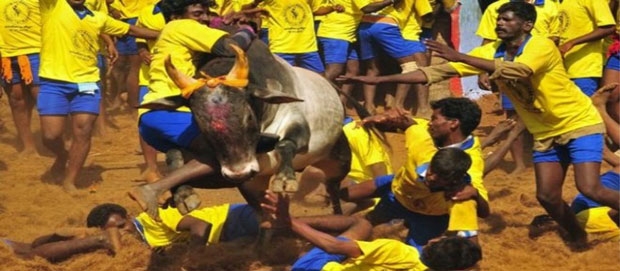 jallikattu 380