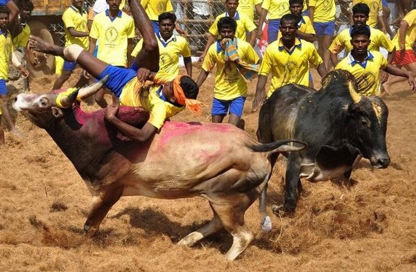 jallikattu 393