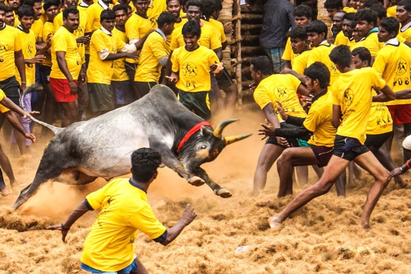 jallikattu 400