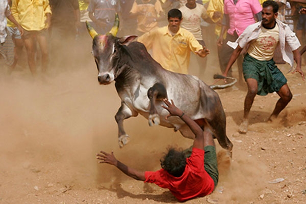 jallikattu 401