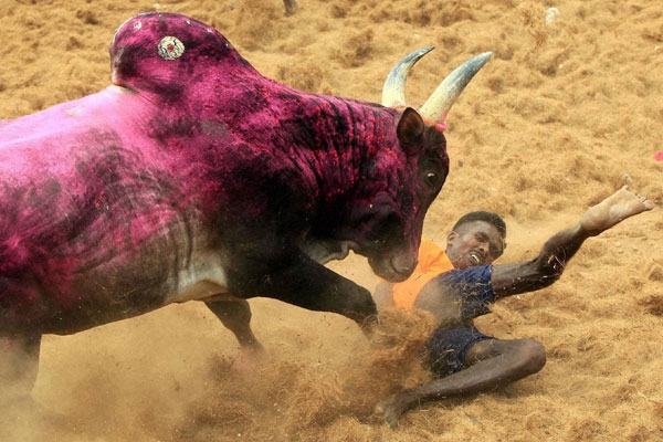 jallikattu 402