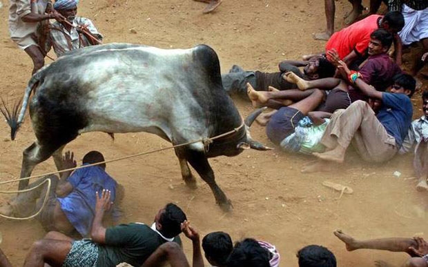 jallikattu 404