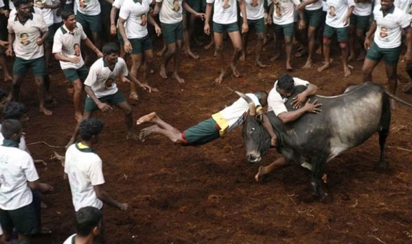 jallikattu 415