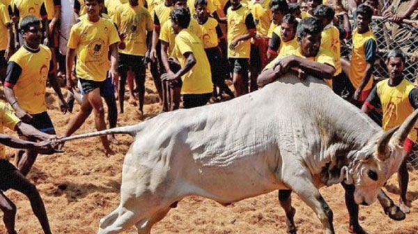 jallikattu 448