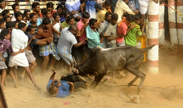 jallikattu 463