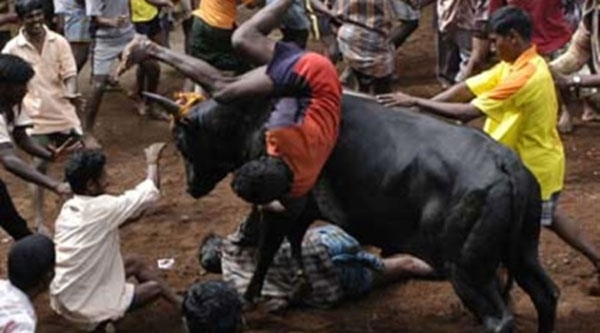 jallikattu 480