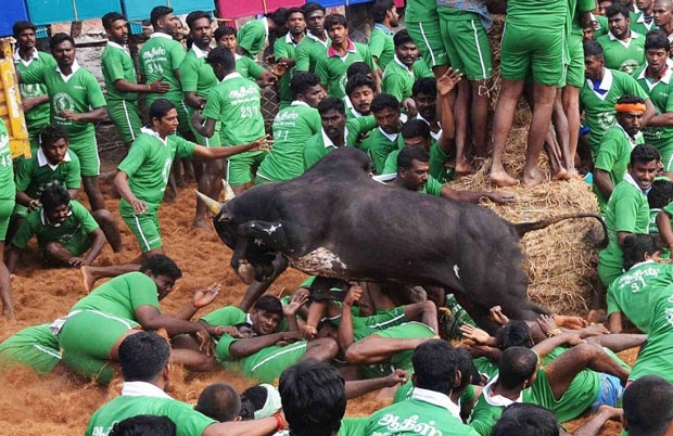 jallikattu 555