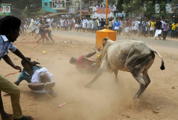 jallikattu bull attack 634