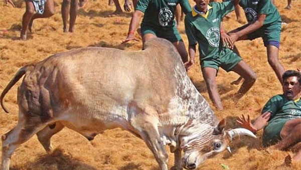 jallikattu bull hitting