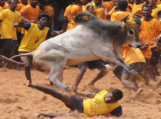 jallikattu bull on man