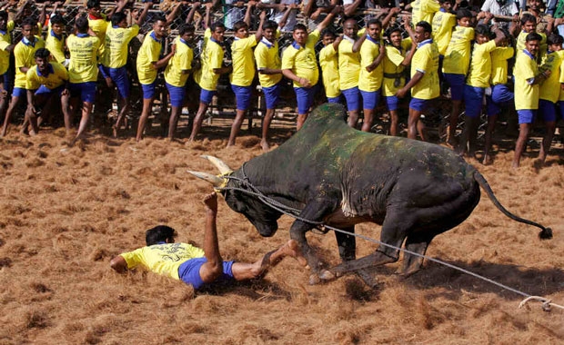 jallikattu bull