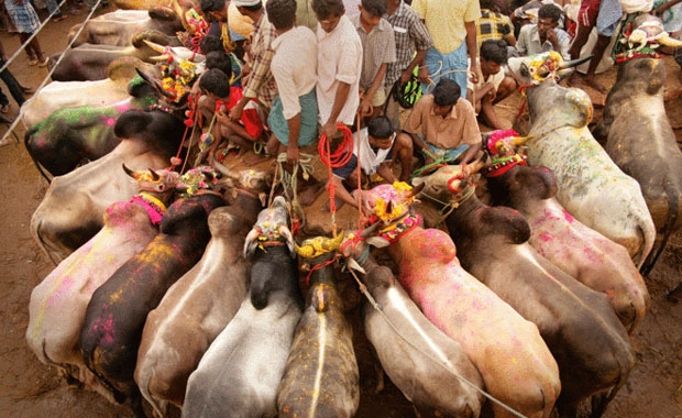 jallikattu bulls