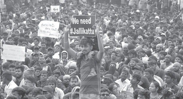 jallikattu marina agitation