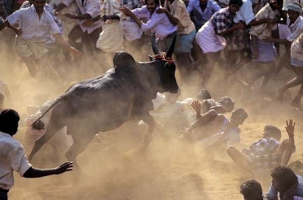 jallikattu people