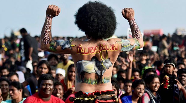 jallikattu protest chennai