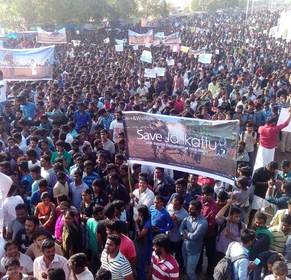 jallikattu rally marina