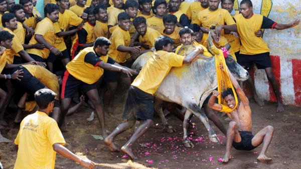 jallikattu tamils