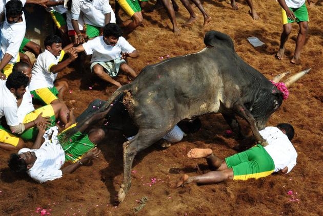 jallikattu victims