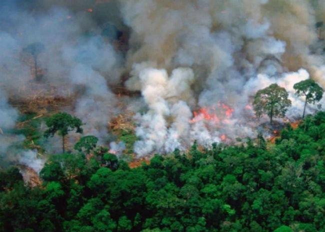 amazon rainforest fire