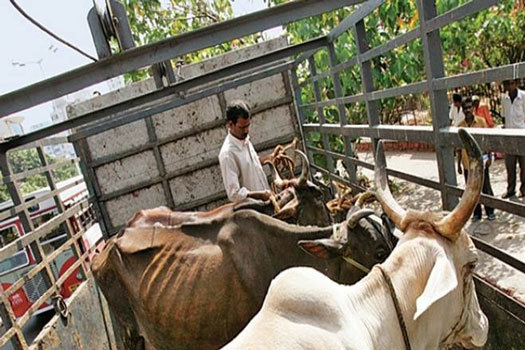 daadhaar for cows