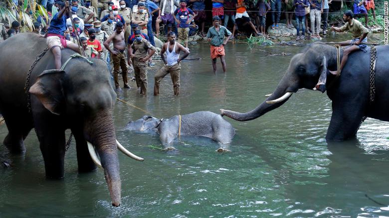 elephant killed kerala