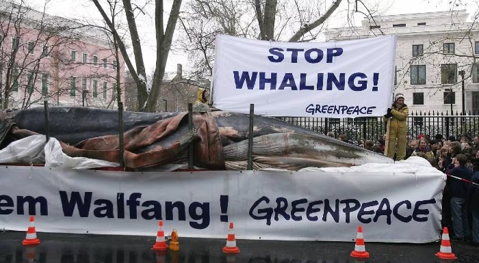 stop whaling