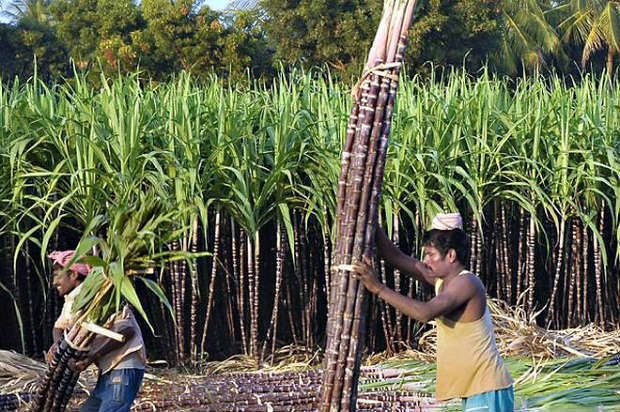 sugarcane labours 2