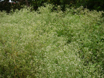 flower_360