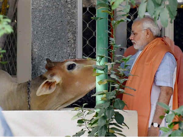 modi cow