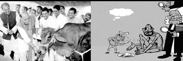 rajnath singh with cow