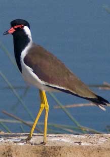 Bird