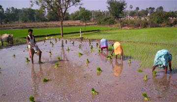 farmers