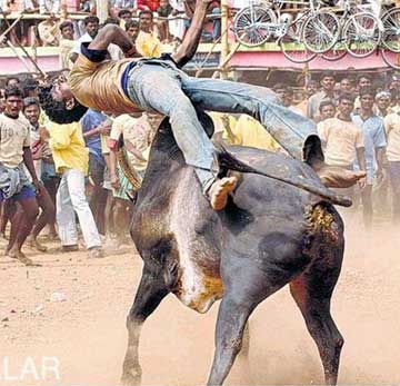 jallikattu 350