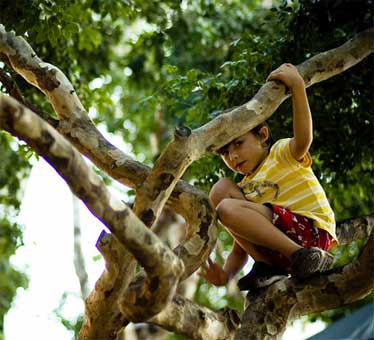 Kid in tree