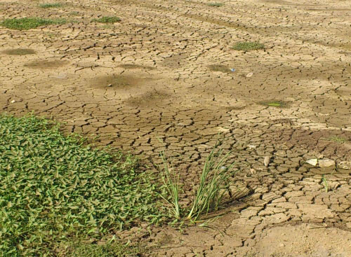 dry land 500