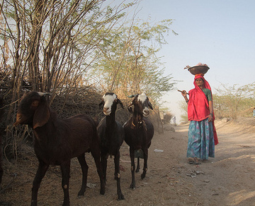 lady with goats