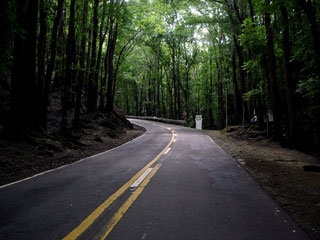 Forest road