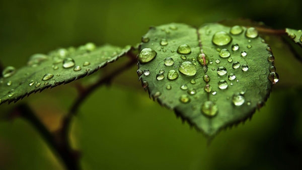 Water Drop On Leaf