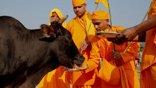 cow politics
