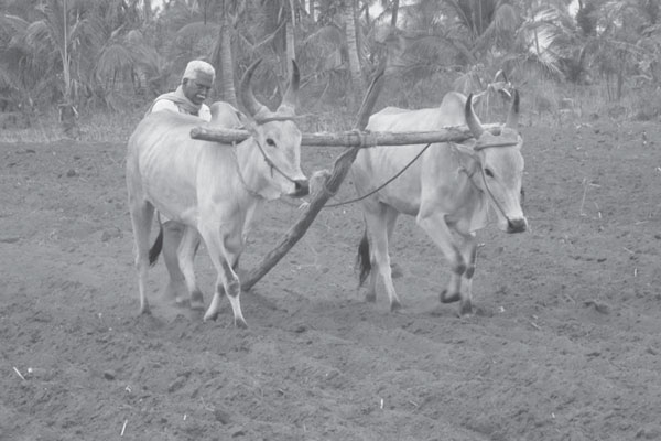 farmer with bullls