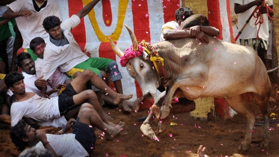 jallikattu 315