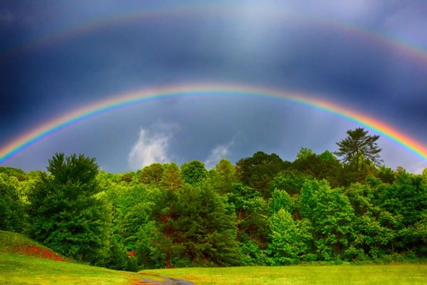 rainbow in forest