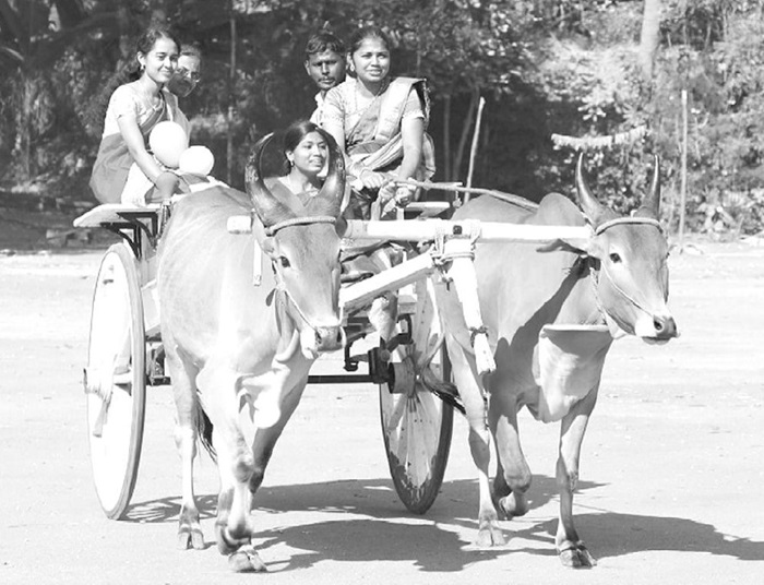 bullock cart 1