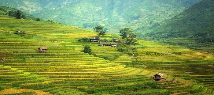 rice terrace 700